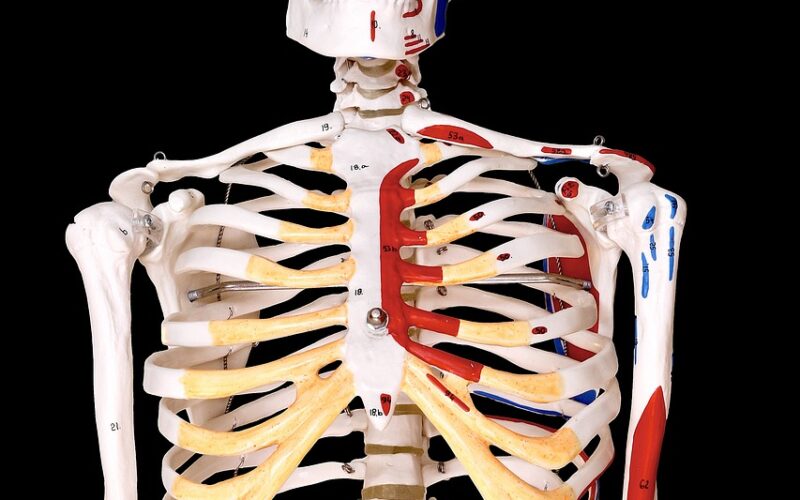 skeleton-2632153_1280